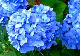 Nikko Blue Hydrangea...Fertilizing Basics - Redeem Your Ground | RYGblog.com