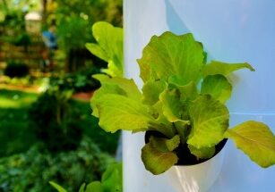 Veggie Garden Diversification with the Tower Garden - Redeem Your Ground | RYGblog.com