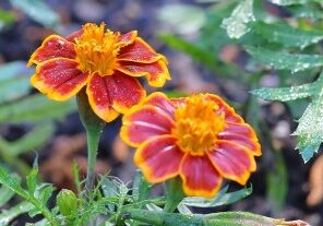 Flower Power 101: Top 4 Flower Gardening Tips ... Marigolds - Redeem Your Ground | RYGblog.com