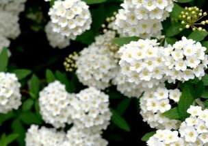 5 Must Have Shrubs with White Flowers (Reeves' Spirea) - Redeem Your Ground | RYGblog.com
