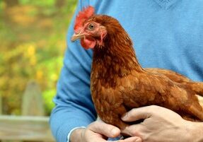 Raising Chickens 101: Your Objectives - Redeem Your Ground | RYGblog.com