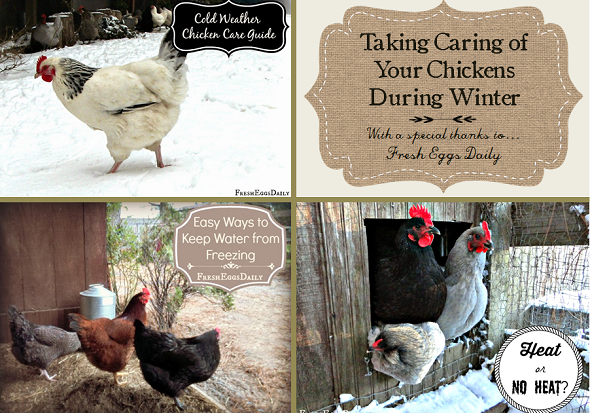 Taking Care of Your Chickens During Winter - Redeem Your Ground | RYGblog.com & Fresh Eggs Daily | FreshEggsDaily.com