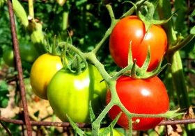 Tips for Growing Tomatoes - Redeem Your Ground | RYGblog.com