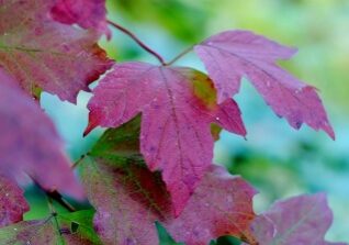 Why Leaves Change Color? - Redeem Your Ground | RYGblog.com